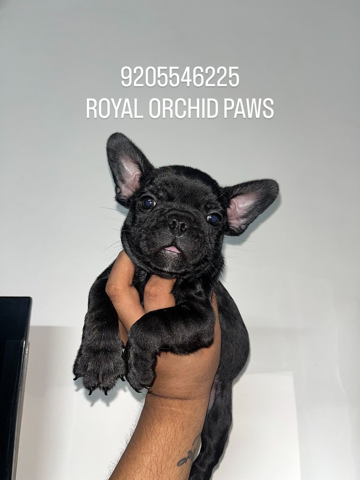 FRENCH BULLDOG puppies from NEW DELHI. Breeder: Suraj Tomar